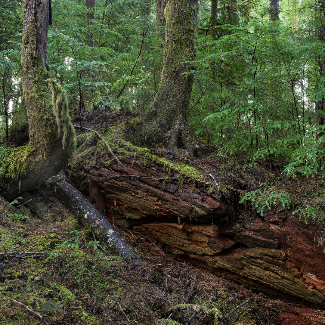 nurse log in the forest